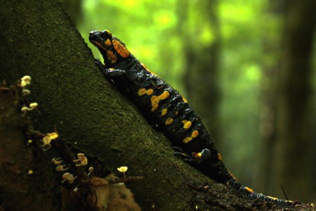 salamandra salamandra